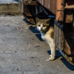 Cat under rolloff bin