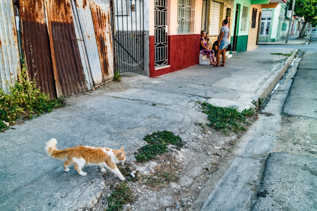 Cienfuegos fluffy