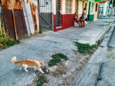 Cuba is in love with its cats. Cienfuegos fluffy