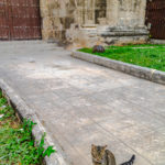 Cristo Plaza cat