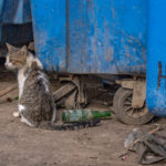 Havana Vieja dumpster cat