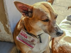 Don’t hurt me. I’m fixed.