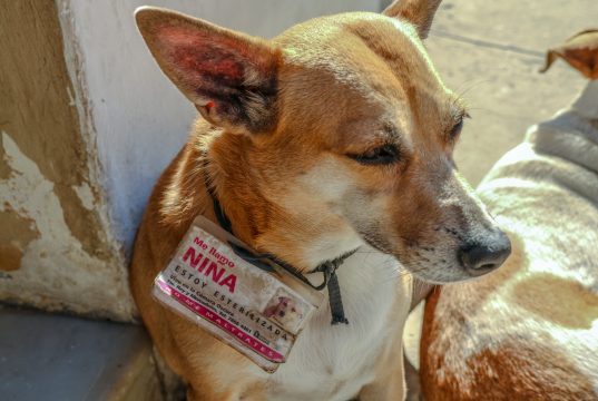 Don’t hurt me. I’m fixed.